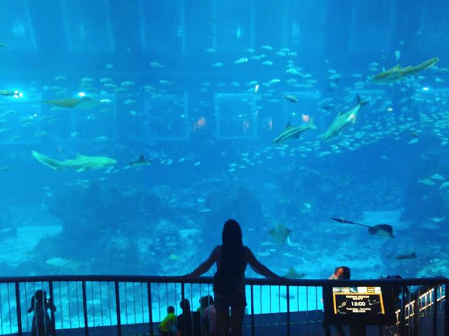 [싱가폴] S.E.A 아쿠아리움  🐠