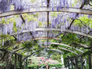 Wisteria Cafe