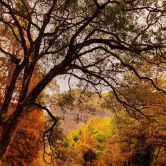 小竹林 User Photo