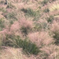 YING ZI YOU ZHA User Photo