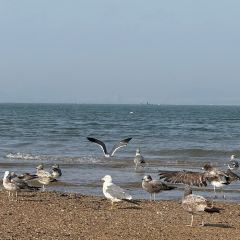 海岛日记(养马岛店) User Photo