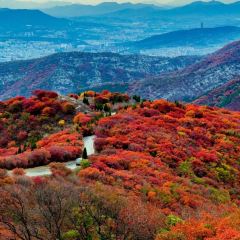 WEIDAOJIA MAMACAI User Photo