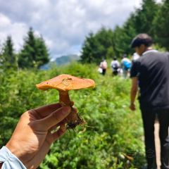 卧龙山中酒寨 User Photo