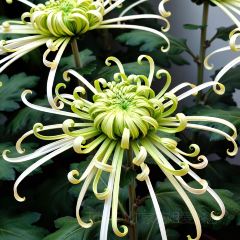 邢家锅贴老店·非遗·开封菜(金明广场店) User Photo