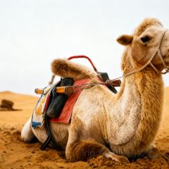 Yan Chi Qing Dun Yang Rou Shou Zhua Lamb Restaurant User Photo