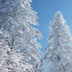Shunji Traditional Cold Noodles 여행 사진