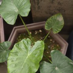 大别山商务酒店-餐饮部 User Photo