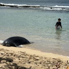 Monkeypod Kitchen by Merriman User Photo