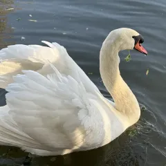 AWU YELLOW RIVER COMMON CARP User Photo