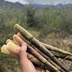 孟获城向野而眠帐篷营地·户外餐厅 User Photo