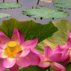 BAI XIANG DIAN SHUI XIANG YU YAN User Photo