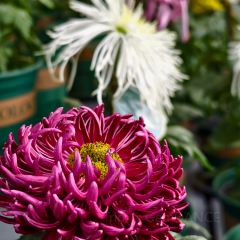 JIN CHUN XI User Photo