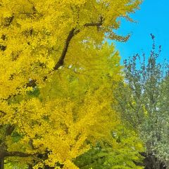 秦记火烧 User Photo