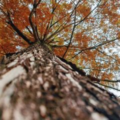 小竹林 User Photo