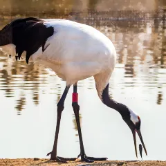 竹林大饭店 User Photo
