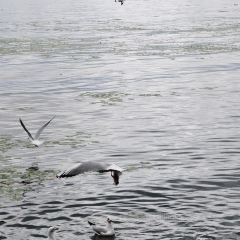 大理安汋海景酒店·餐厅 User Photo