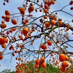 一尺稻田咖啡 여행 사진