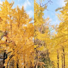 绘璟轩·不醒人室 User Photo