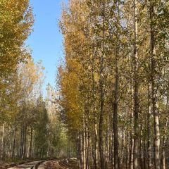 PIAN AI RESTAURANT User Photo