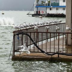 AI SHANG JUN User Photo