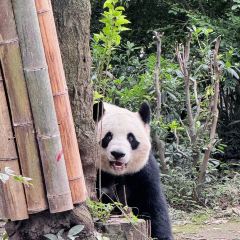 YING ZI YOU ZHA User Photo