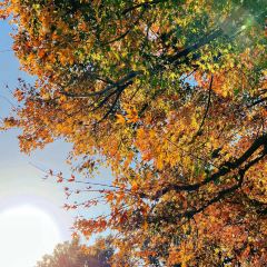 Zhengweizhaiguobacai(Xi Bei Jiao Dian ) User Photo