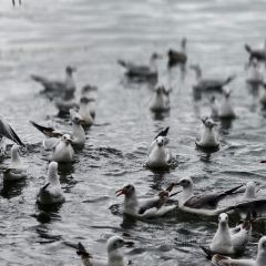 大理安汋海景酒店·餐厅 User Photo