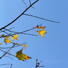 YING ZI YOU ZHA User Photo