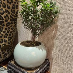 CHEN NIANG NIANG User Photo