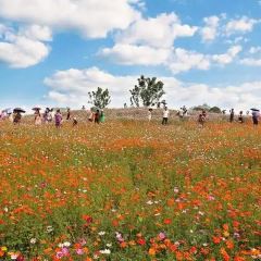 杨氏豆花 User Photo