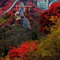 WEIDAOJIA MAMACAI User Photo