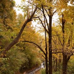诸暨正宗次坞打面(人民西路店) User Photo