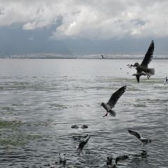 大理安汋海景酒店·餐厅 User Photo