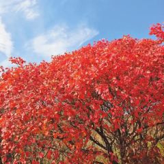 WEIDAOJIA MAMACAI User Photo