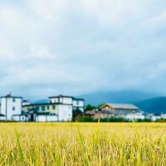 丽江飞鸟民谣酒吧(束河店) User Photo