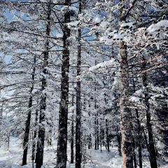 Shunji Traditional Cold Noodles 여행 사진