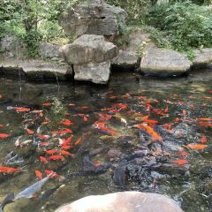 CHAOYIXING User Photo