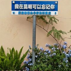 CHEN NIANG NIANG User Photo