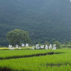 一尺稻田咖啡 User Photo