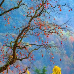 Yi jue Country Food (yongjiashuyuan) User Photo