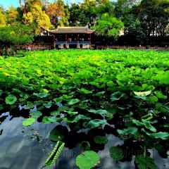 留恋人家(广汉三星堆巴蜀店) User Photo