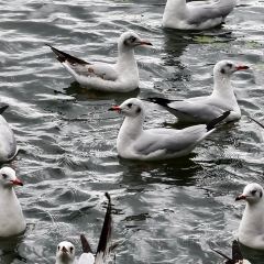 大理安汋海景酒店·餐厅 User Photo