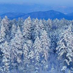 红专尹胖子油炸糕 User Photo