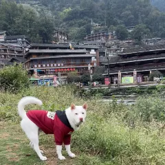 猪圈咖啡屋 User Photo