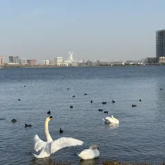 AWU YELLOW RIVER COMMON CARP User Photo