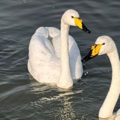 运城果果假日酒店·餐厅 User Photo