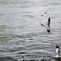 大理安汋海景酒店·餐厅 User Photo