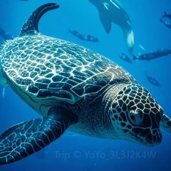 SEAF0OD MASTER User Photo