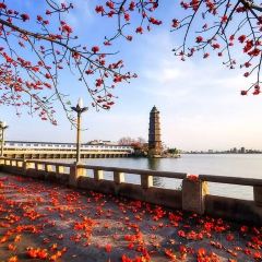 老炳·七丛松甘草水果 User Photo