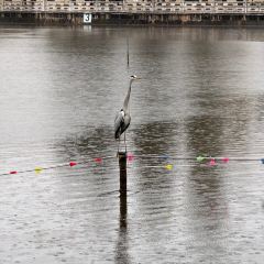 AI SHANG JUN User Photo